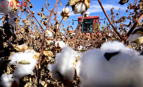若航运危机持续，中国收获的棉花可能延迟运抵巴基斯坦，拖累各地纺织厂的纱线生产。