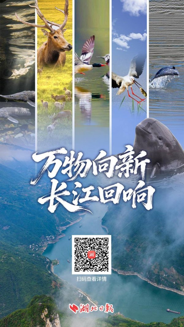 万物向新，长江回响
