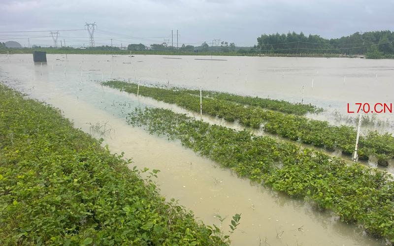 7月6日，横州镇北村，李先生承包的地里，50亩茉莉花培育盆栽被淹。受访者供图